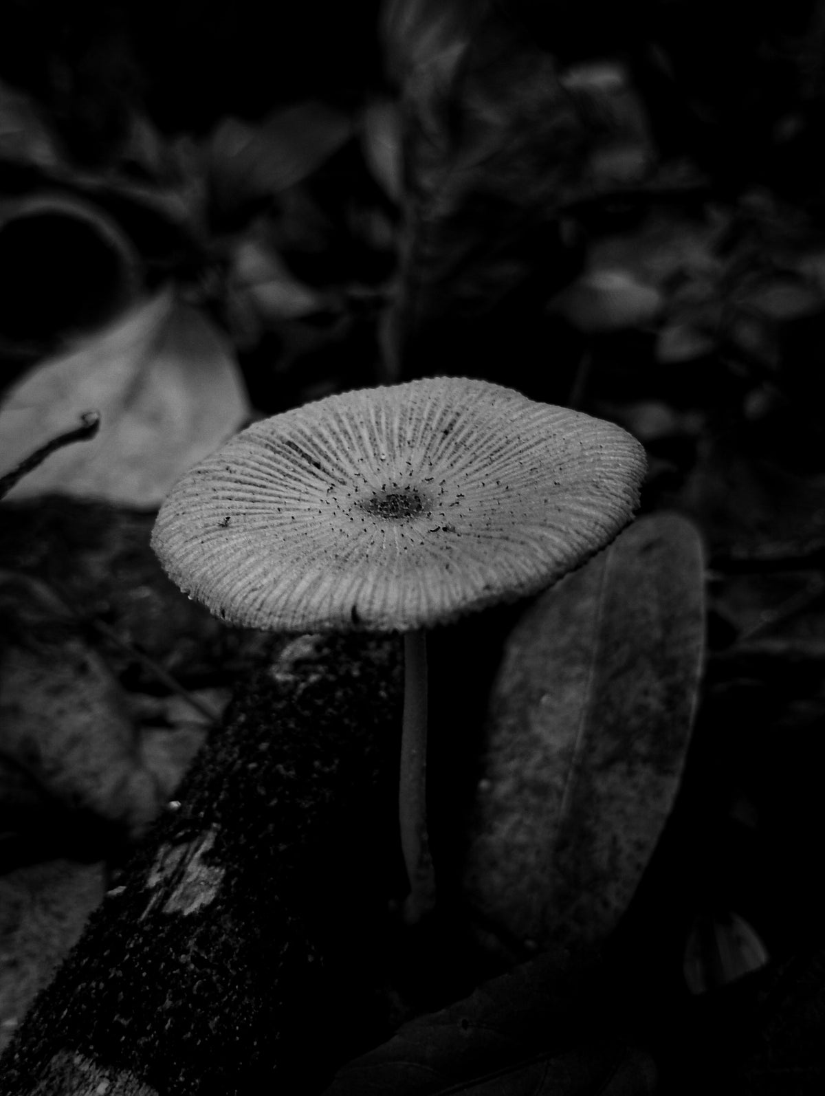 Nature’s Quiet Revolution: The Rise of Mushroom Wellness