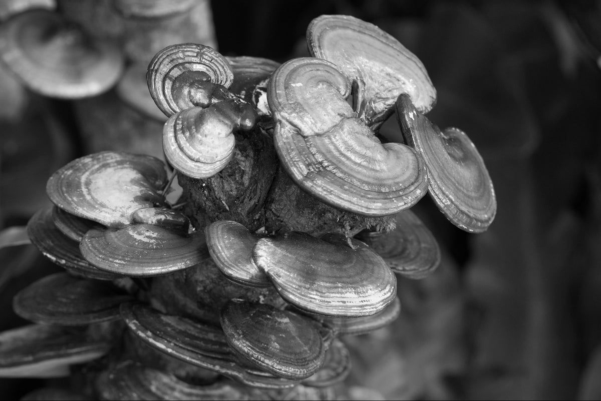 Two Forms. One Potency: Reishi²
