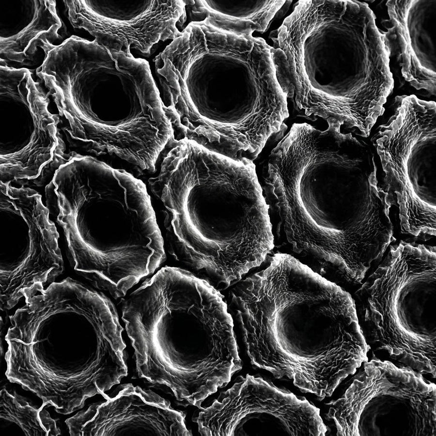 Why Extraction Matters: The Science Behind Double Extraction